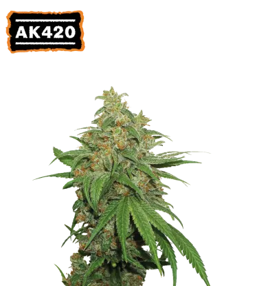 AK420© Autoflowering Collectible Seeds