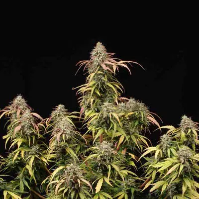 AK420© Autoflowering Collectible Seeds