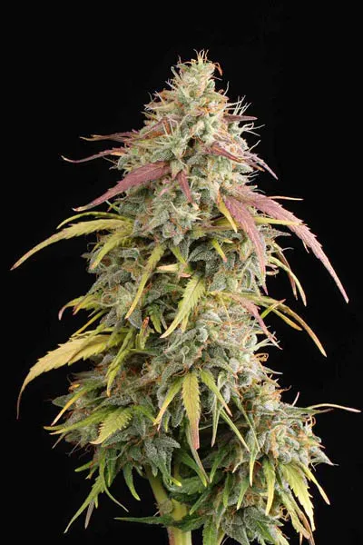 AK420© Autoflowering Collectible Seeds