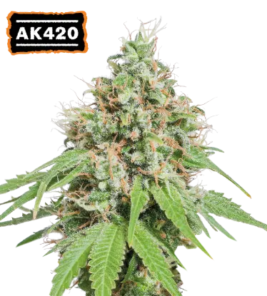 AK420© Feminized collectible seeds