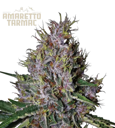 Amaretto Tarmac© Autoflowering Collectible Seeds