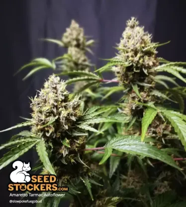Amaretto Tarmac© Autoflowering Collectible Seeds