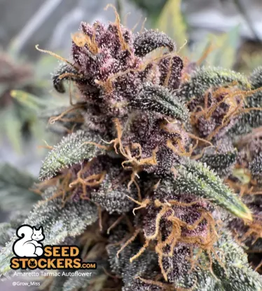 Amaretto Tarmac© Autoflowering Collectible Seeds