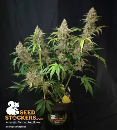 Amaretto Tarmac© Autoflowering Collectible Seeds