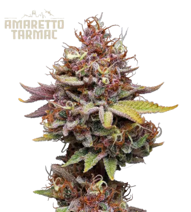 Amaretto Tarmac© Feminized Collectible Seeds