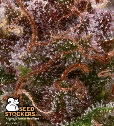 Amaretto Tarmac© Feminized Collectible Seeds