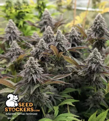 Amaretto Tarmac© Feminized Collectible Seeds