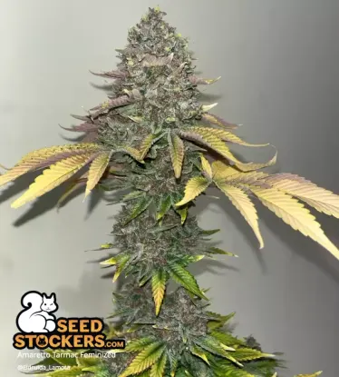 Amaretto Tarmac© Feminized Collectible Seeds