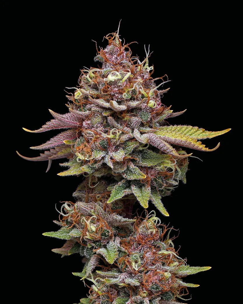 Amaretto Tarmac© Feminized Collectible Seeds