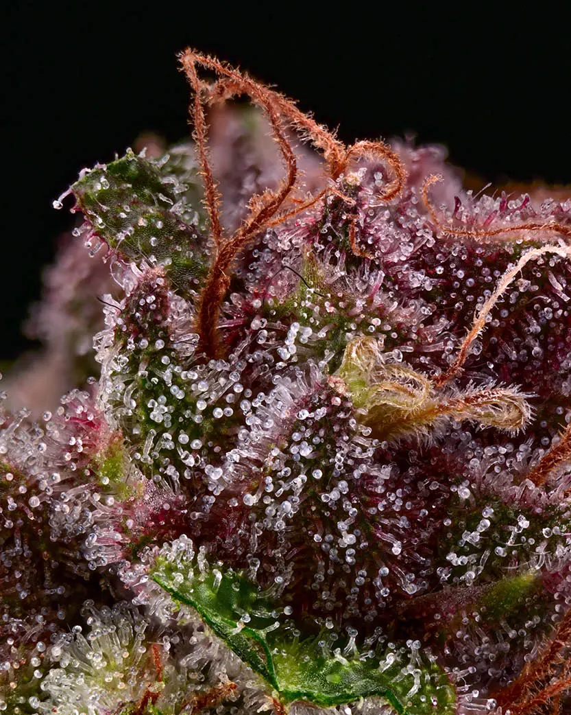 Amaretto Tarmac© Feminized Collectible Seeds