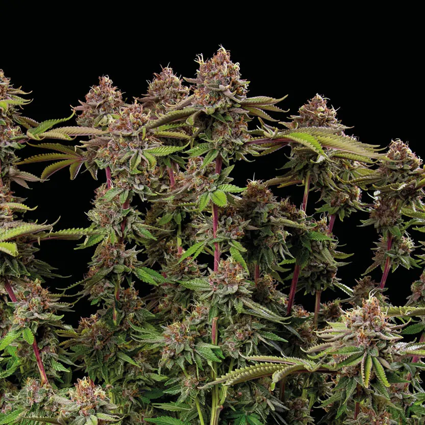 Amaretto Tarmac© Feminized Collectible Seeds