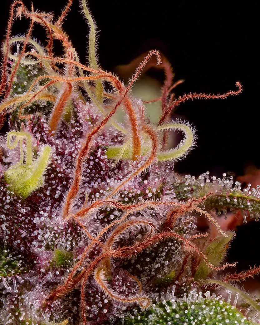 Amaretto Tarmac© Feminized Collectible Seeds