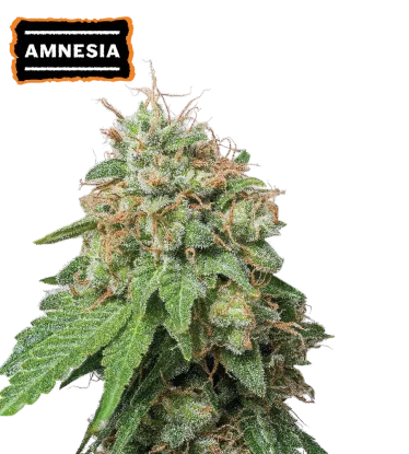 Amnesia Collectible Autoflower Seeds