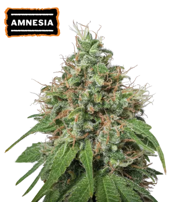 Amnesia Feminized Collectible Seeds