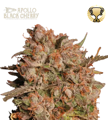 Apollo Black Cherry© Autoflowering Collectible Seeds