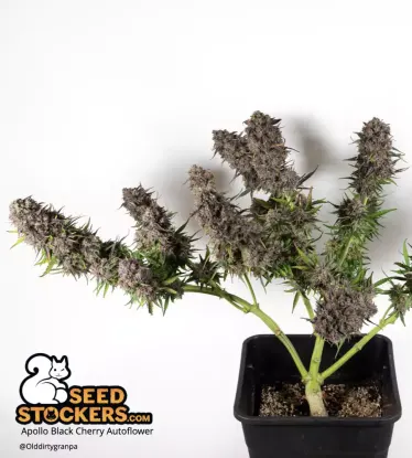 Apollo Black Cherry© Autoflowering Collectible Seeds
