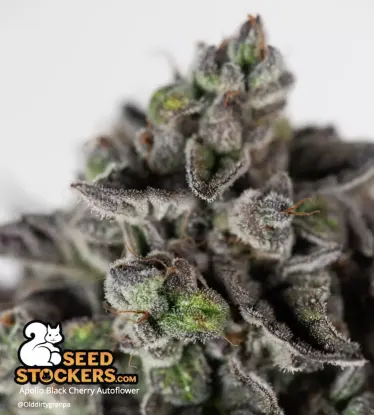 Apollo Black Cherry© Autoflowering Collectible Seeds