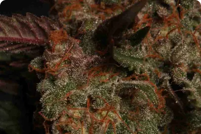 Apollo Black Cherry© Autoflowering Collectible Seeds