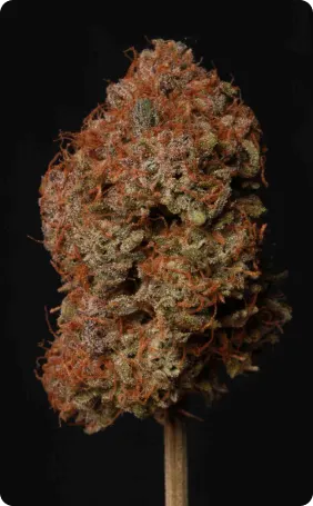 Apollo Black Cherry© Autoflowering Collectible Seeds