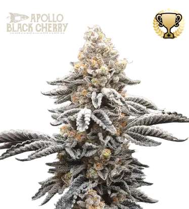 Apollo Black Cherry© Collectible Feminized Seeds