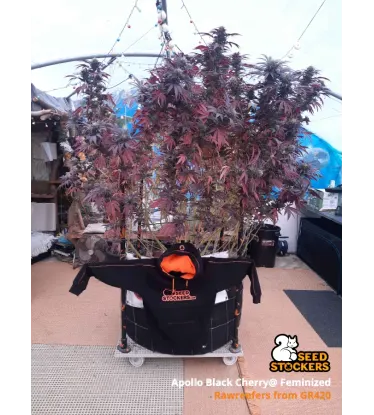Apollo Black Cherry© Collectible Feminized Seeds
