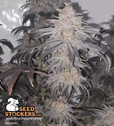 Apollo Black Cherry© Collectible Feminized Seeds