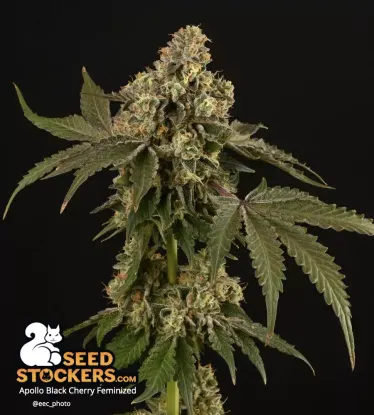 Apollo Black Cherry© Collectible Feminized Seeds