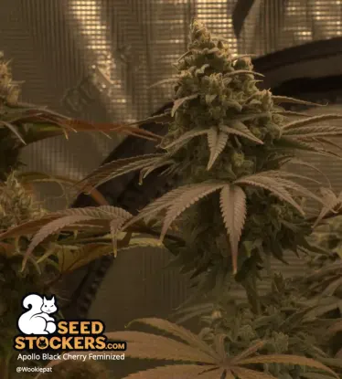 Apollo Black Cherry© Collectible Feminized Seeds