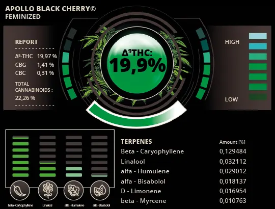 Apollo Black Cherry© Collectible Feminized Seeds