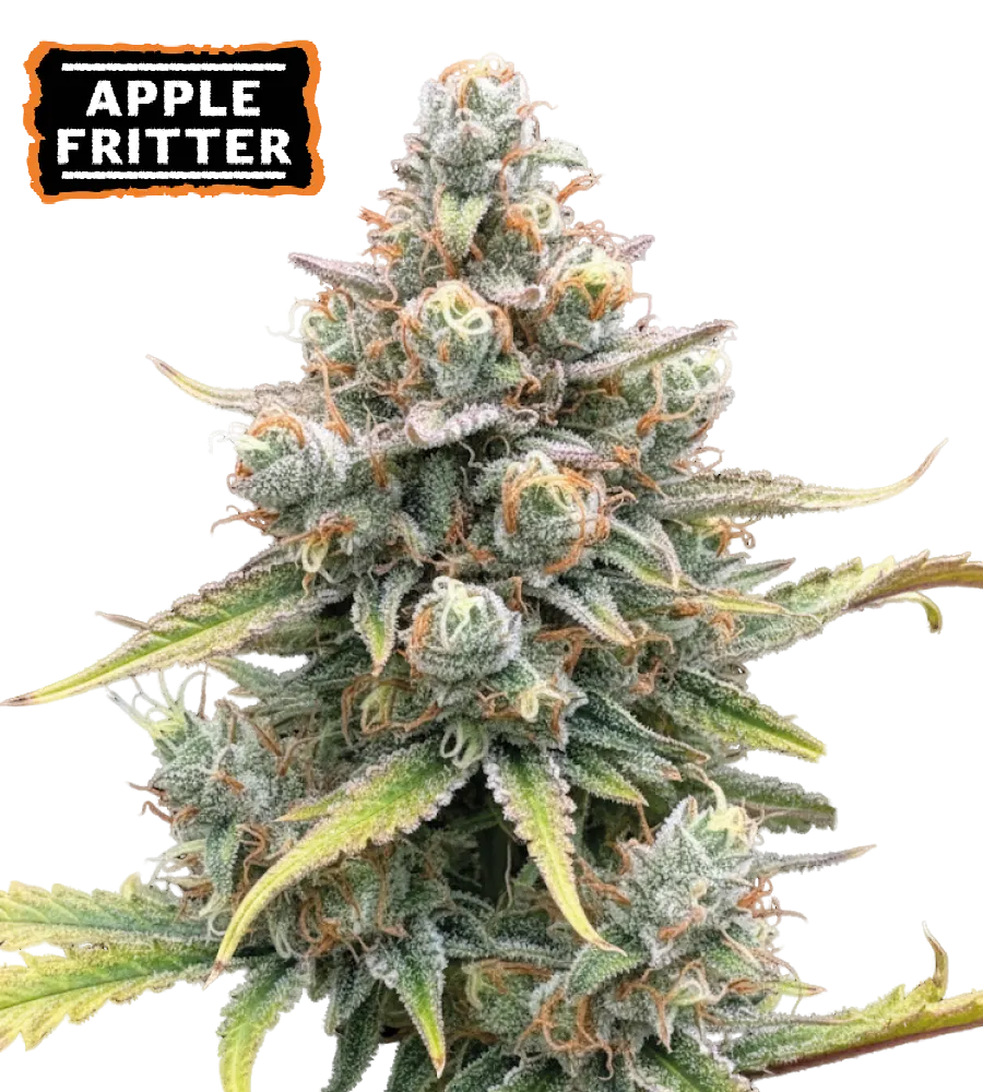 Apple Fritter Autoflowering Collectible Seeds