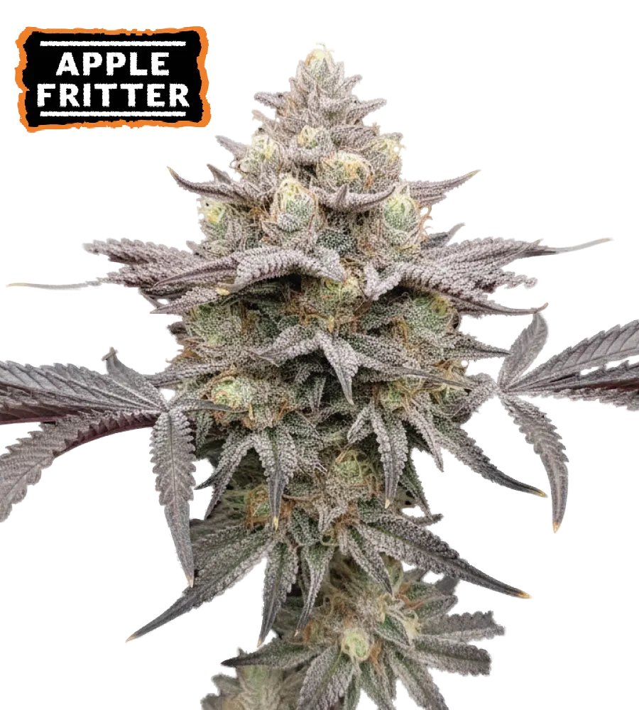 Apple Fritter Feminized Collectible Seeds