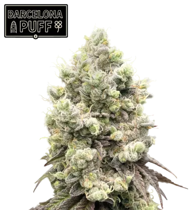 Barcelona Puff© Feminized Collectible Seeds