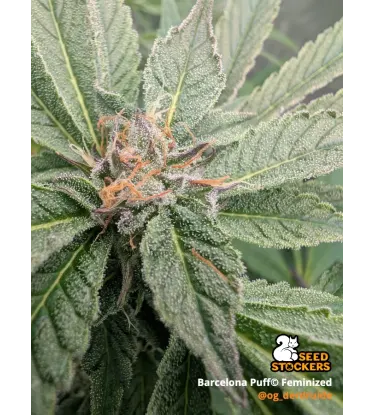Barcelona Puff© Feminized Collectible Seeds