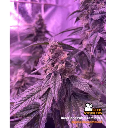 Barcelona Puff© Feminized Collectible Seeds