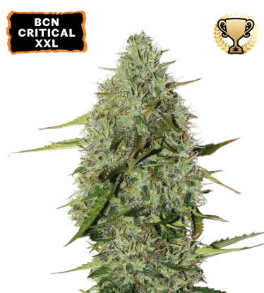BCN Critical XXL© Autoflowering Collectible Seeds