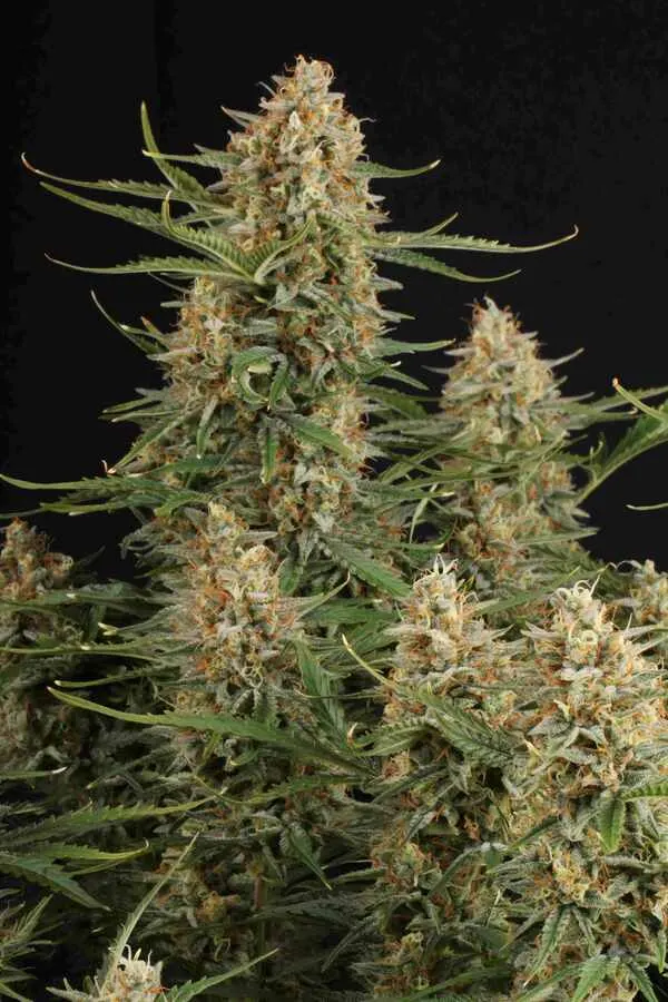 BCN Critical XXL© Autoflowering Collectible Seeds