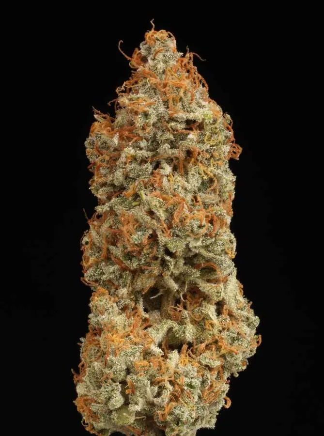 BCN Critical XXL© Autoflowering Collectible Seeds