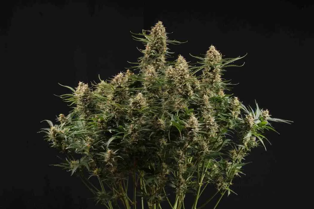 BCN Critical XXL© Autoflowering Collectible Seeds
