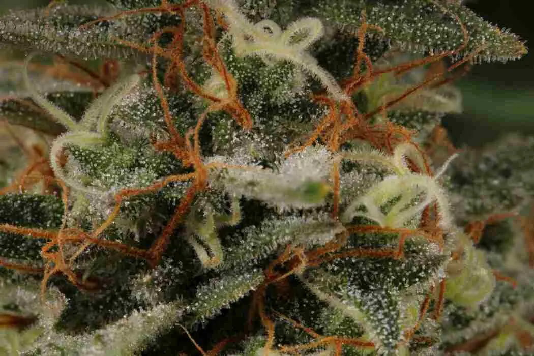 BCN Critical XXL© Autoflowering Collectible Seeds