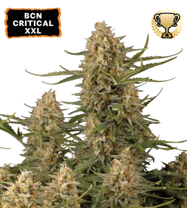 BCN Critical XXL© Feminized collectible seeds