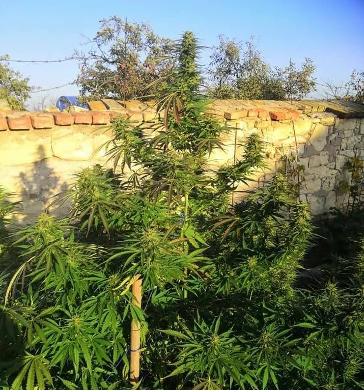 BCN Critical XXL© Feminized collectible seeds