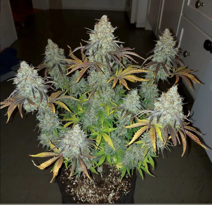 BCN Critical XXL© Feminized collectible seeds