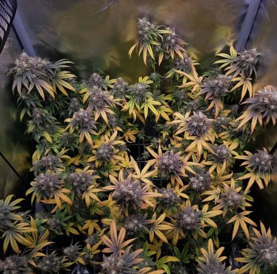 BCN Critical XXL© Feminized collectible seeds