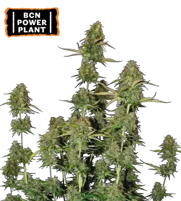 BCN Power Plant© Autoflowering Collectible Seeds