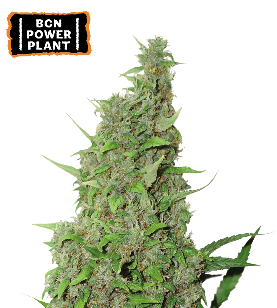 BCN Power Plant Feminized Collectible Seeds