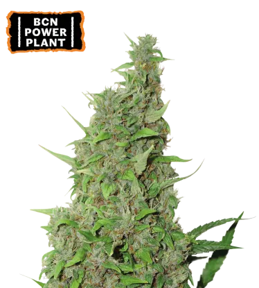BCN Power Plant Feminized Collectible Seeds