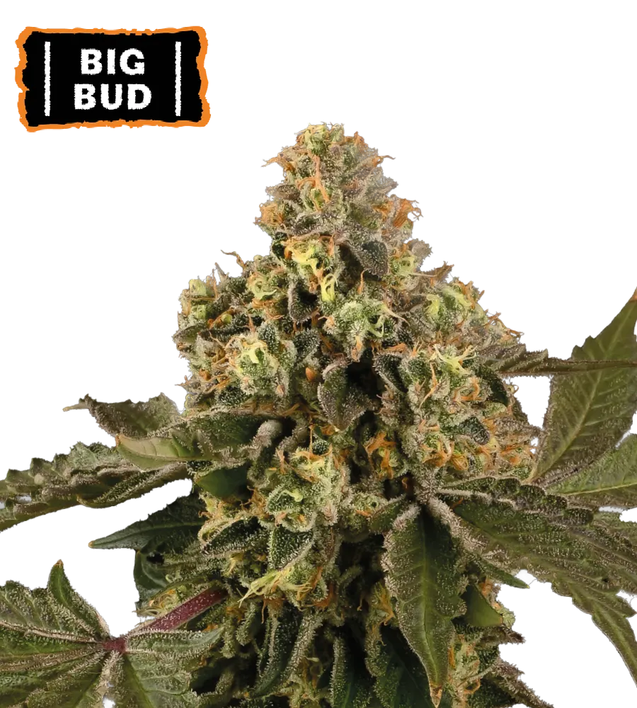 Big Bud Autoflowering Collectible Seeds