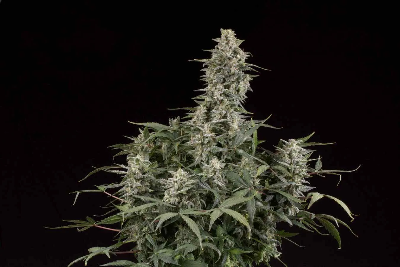 Big Bud Autoflowering Collectible Seeds