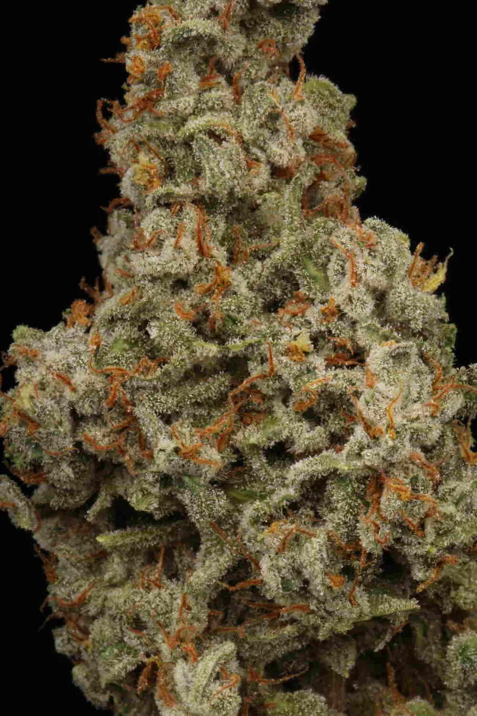 Big Bud Autoflowering Collectible Seeds