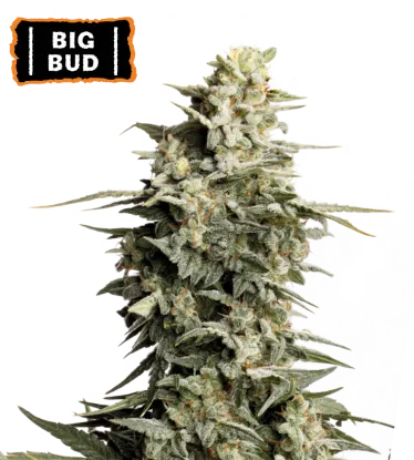 Big Bud Feminized collectible seeds